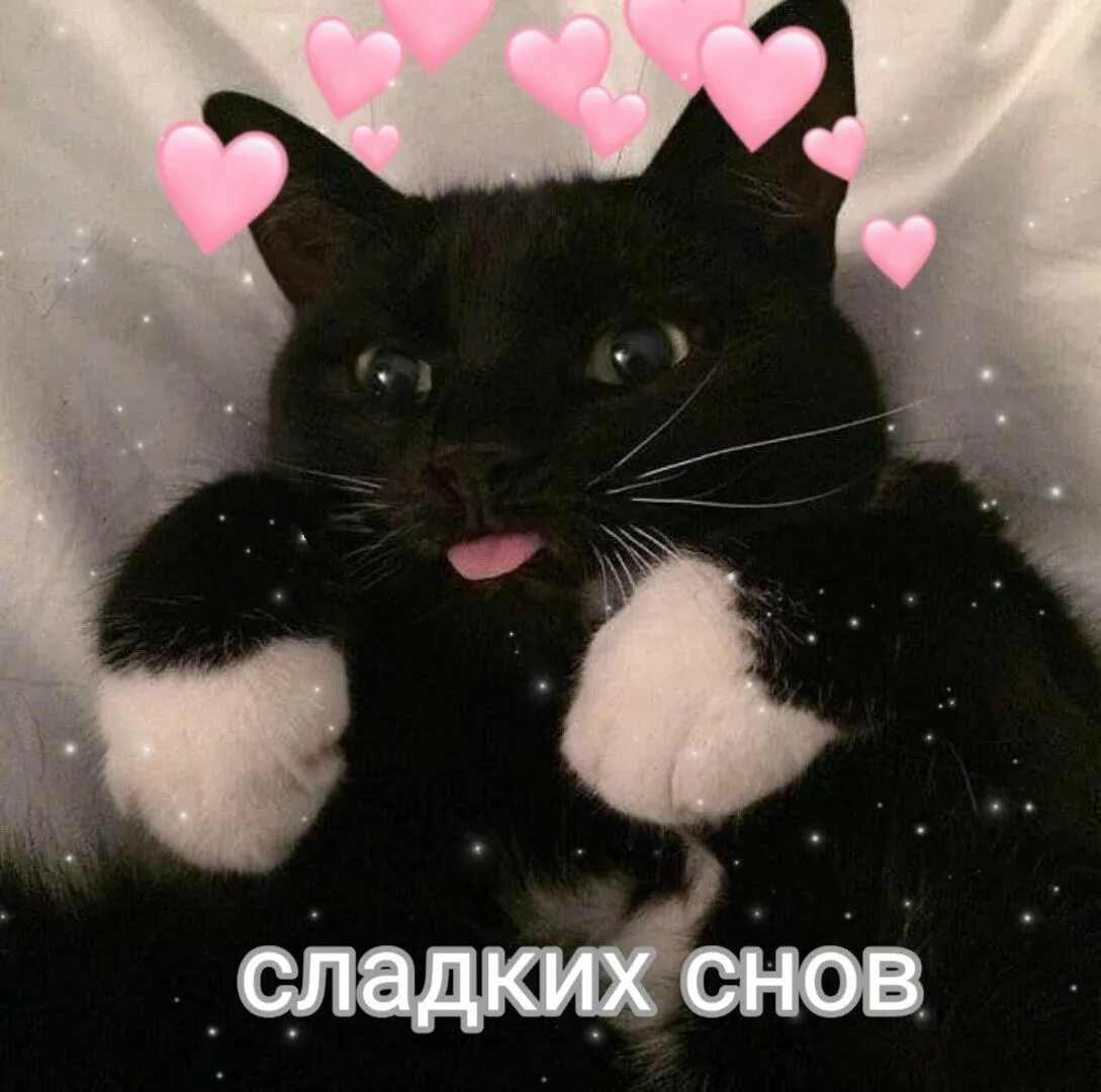 Night meme. Котик с сердечком. Кот с сердечками сладких снов. Спокойной ночи котики с сердечками. Милые котики спокойной ночи с сердечками.