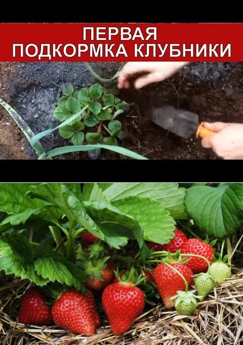Подкормка клубники в мае до цветения. Подкормка клубники. подкормка клубники весной. удобрение для клубники весной. первая подкормка клубники.
