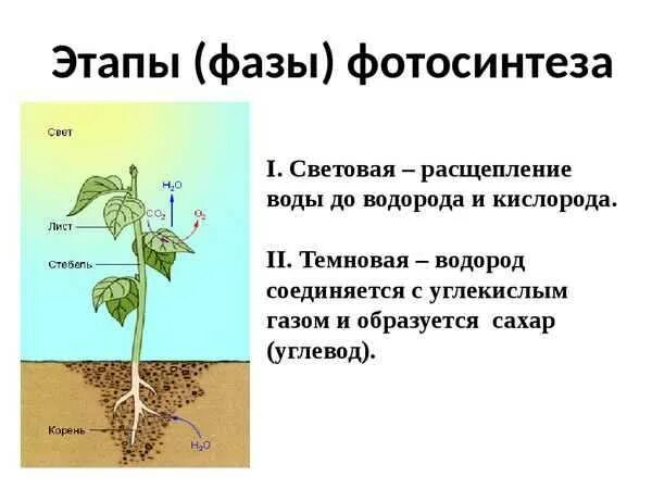 Биология 6 класс фотосинтез ответы на вопросы. Конспект по биологии 6 класс воздушное питание растений фотосинтез. Воздушное питание растений фотосинтез. Воздушное питание растений фотосинтез 6 класс. Воздушное питание растений схема.