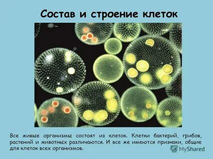 Все живые организмы состоят из множества клеток
