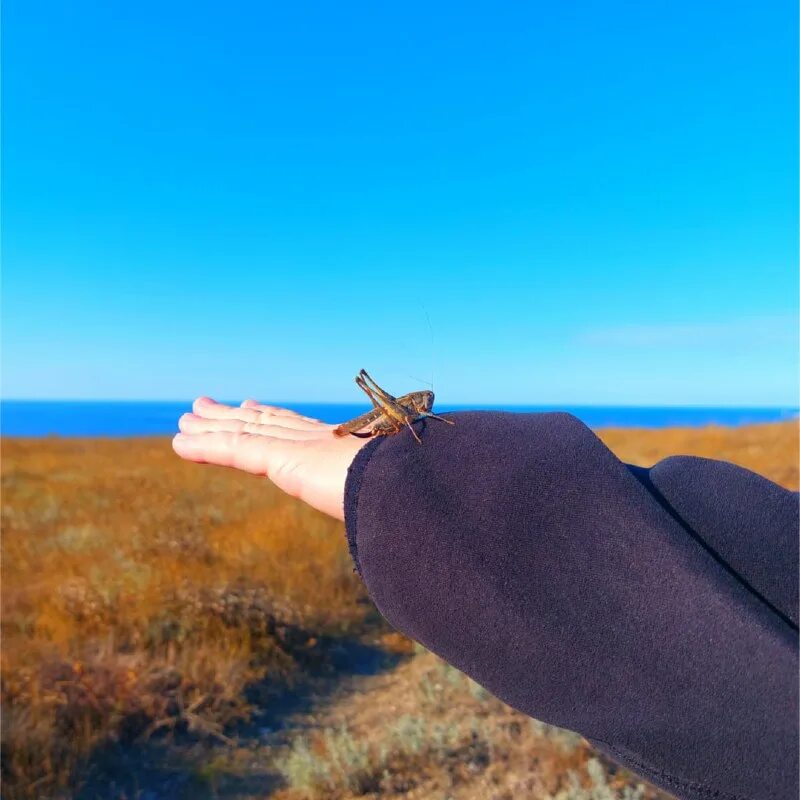 Путешествие геншин импакт. Искатель книга. Легенда об искателе сериал даркен рал. Искатель [realrpg] книга 1 михаил хиль. Мудрость звезды будущего.