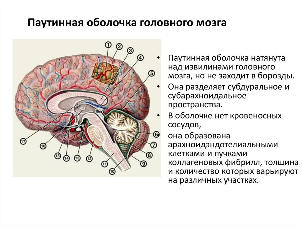 Мозг и его оболочки. Мозг и его оболочки