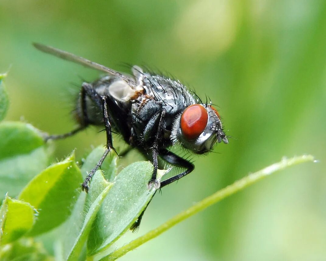 Мухи группа животных. Семейство Muscidae. Муха Шмелевка. Настоящие мухи. Полевая Муха.