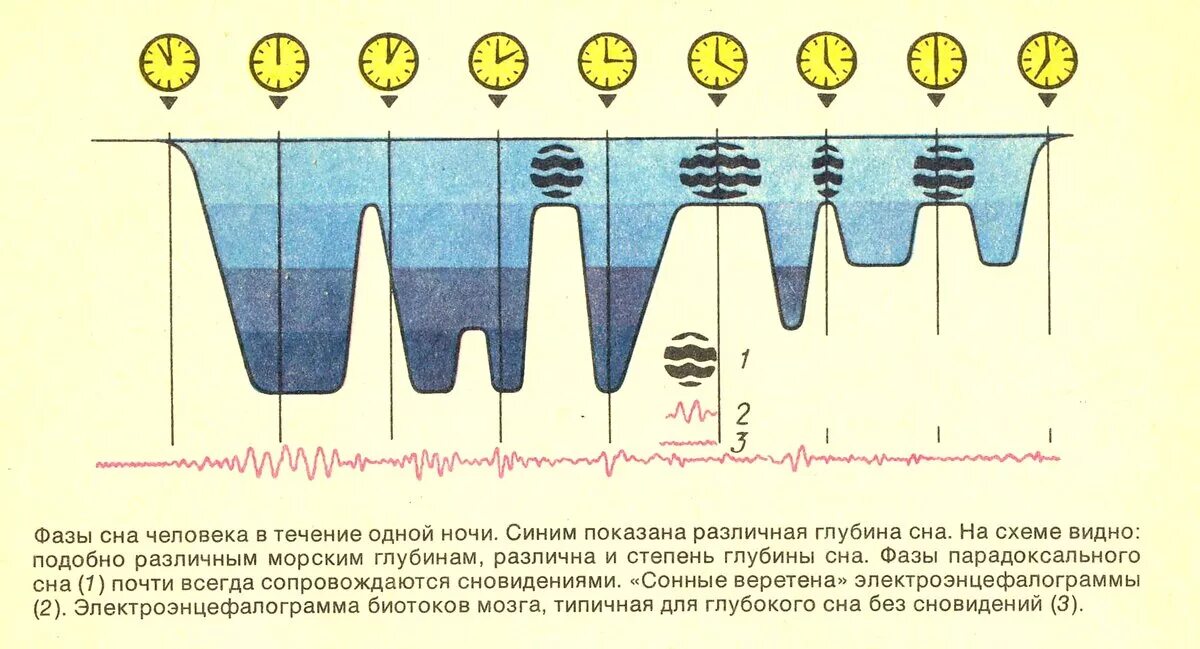 В течение ночи