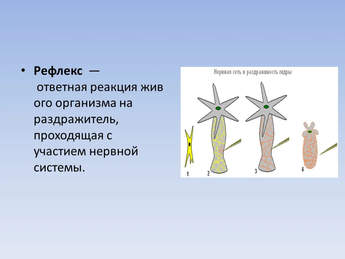 Рефлекс живого. Нервная система живых организмов. Эволюция нервной системы. Биология 7 класс нервная система рефлекс инстинкт. Презентация биология нервная система.