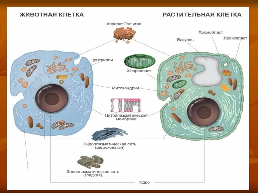 Растительная и животная клетка. Клетка растений и животных. Строение животной клетки. Клетки растительного происхождения