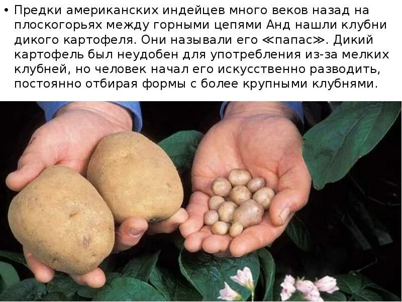 Старый свет биология. Дикий картофель. Родина картофеля. Дикие сорта картофеля. Клубни дикого картофеля.