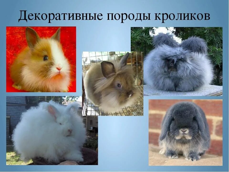 Какие породы домашних. Шкурковые породы кроликов. Породы декоративных кроликов. Название пород кроликов. Декоративные кролики разных пород.