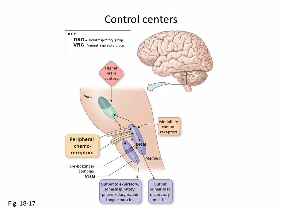 High brains. Ирритантные рецепторы легких. DRG (diagnosis related Groups)картинки. Dorsal Group (DRG) Respiratory Center. Доретта DRG.