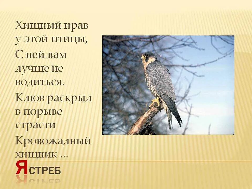 Загадка про ястреба. Ястреб перепелятник самец и самка. Ястреб презентация. Ястреб-тетеревятник описание. Ястреб загадка.