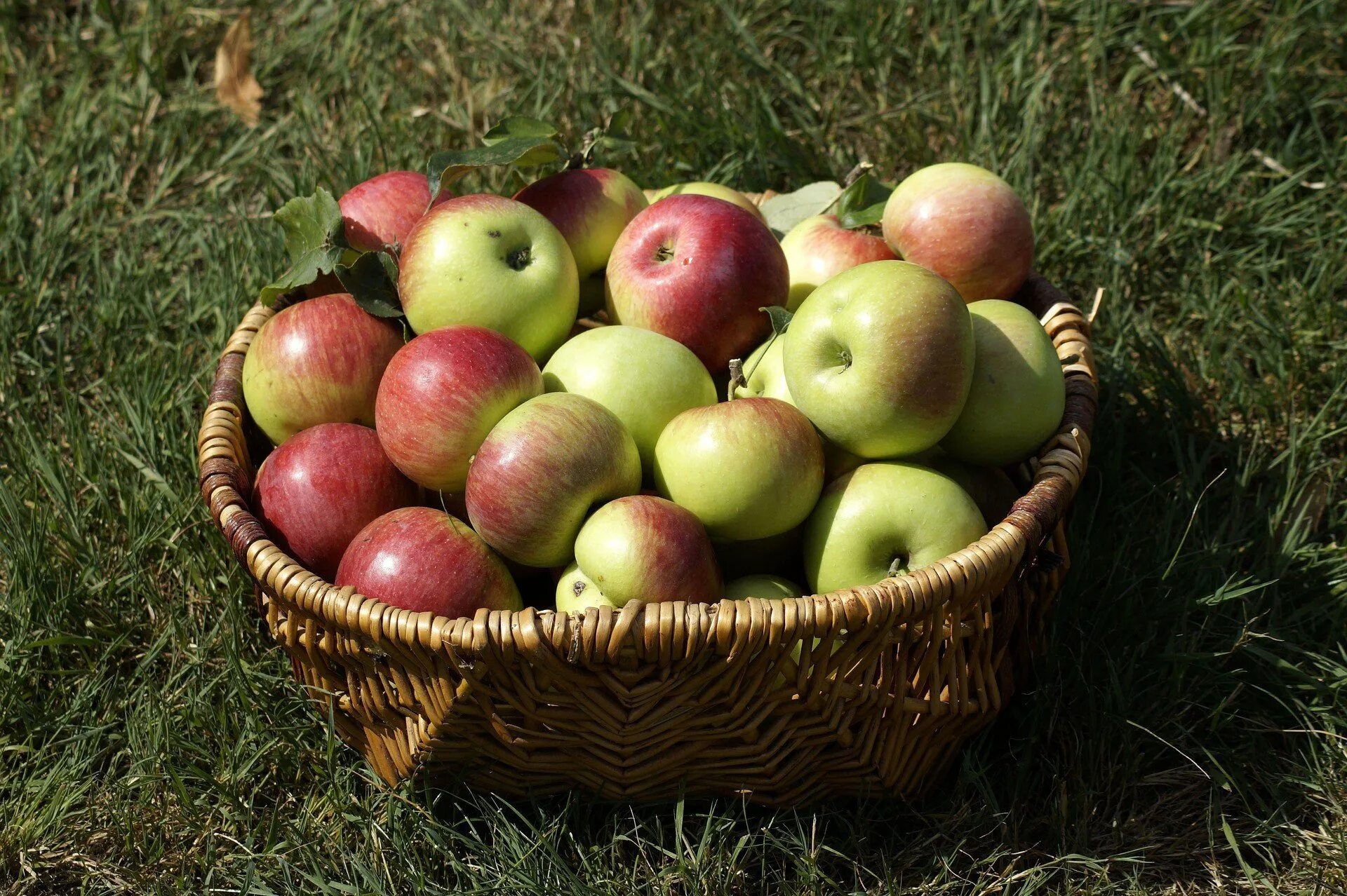 Яблоки. Корзинка с яблоками. Яблоки свежие. Яблоки зеленые.
