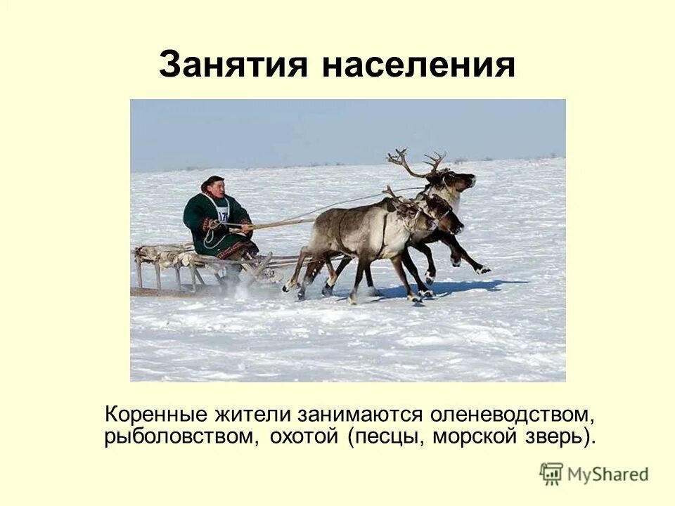 Занятия народов севера россии. Коренные жители севера. Ненцы ханты манси. Занятия коренных жителей тундры. Занятия людей в арктике.