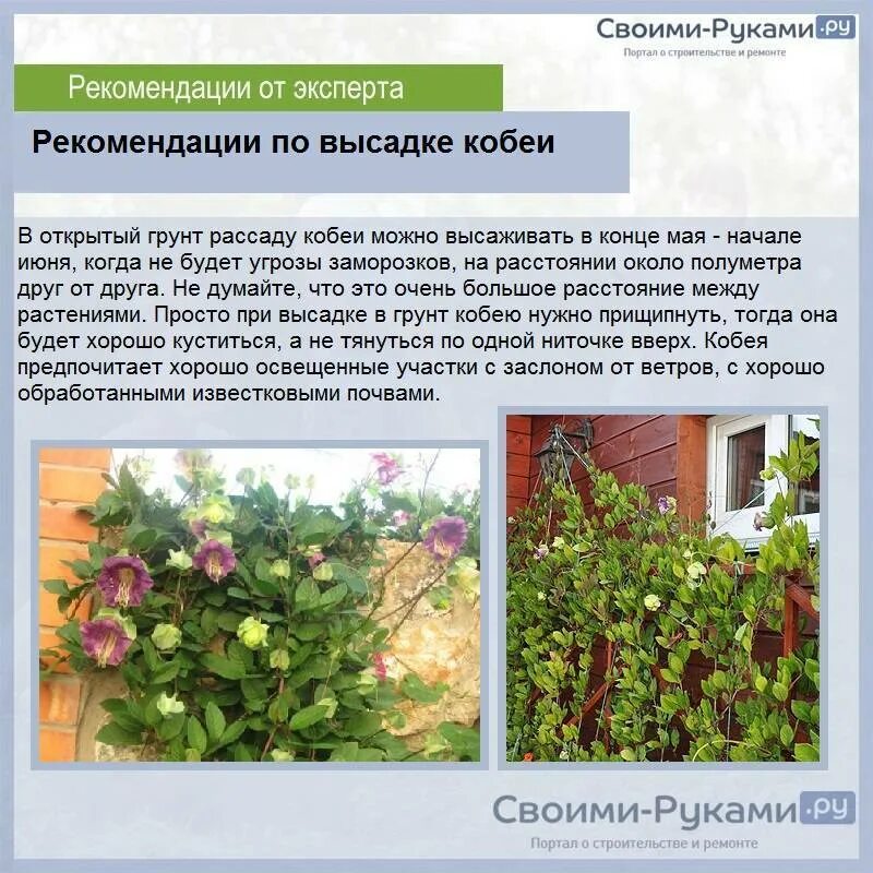Как посеять кобею на рассаду