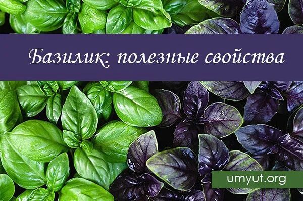 Чем отличается зеленый от фиолетового базилика. Базилик жиголо. базилик противопоказания. чем полезен базилик для организма человека. полезные свойства базилика.