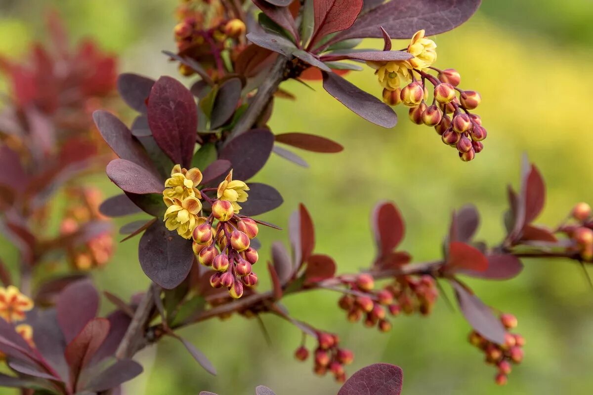 барбарис почки