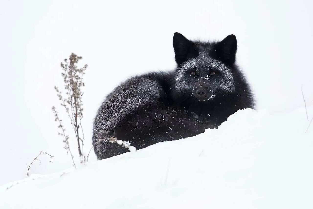 Чернобурая лисица коричневая. На ту беду лиса близехонько бежала. В наших лесах зимой неожиданно появилась редкая. Огнёвка вятская лиса. Писец краткое описание.