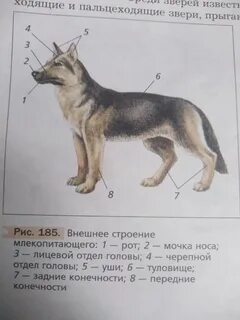 Рассмотрите внешний вид кошки определите отделы тела