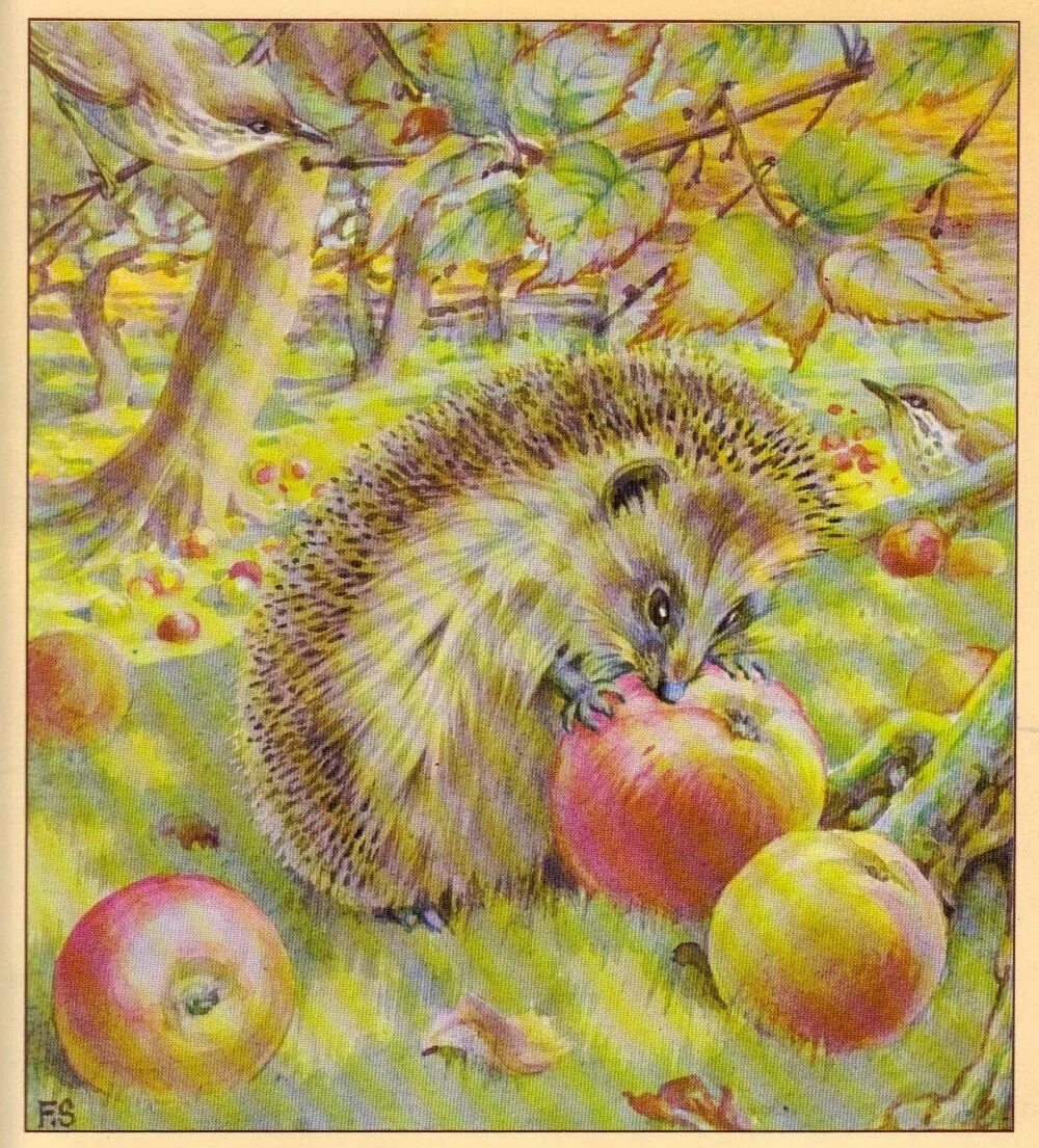 Ежик живопись. Ежик с яблоком. Картина Ежик с яблоками. Ежик иллюстрация. Еж есть яблоки