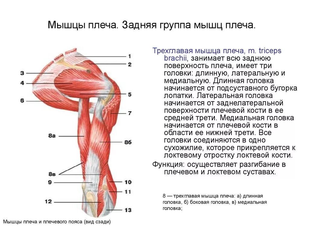 Мышцы приводящие в движение. Анатомия строения мышц плечевого пояса. Мышцы плечевого пояса сзади. Мышцы плеча вид сбоку. Мышцы свободной верхней конечности задняя группа.