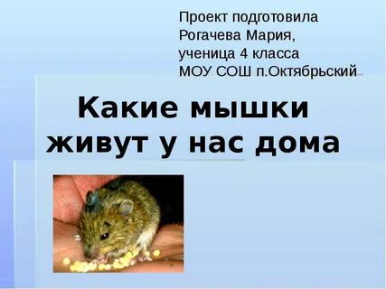 Сколько мышь без еды