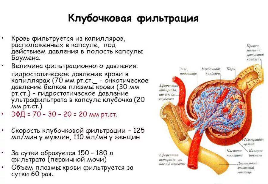 Сколько весила почка. Клубочковая фильтрация почек. Механизм фильтрации в почках. Фильтрация крови в почках. Фильтрация в почечном клубочке.