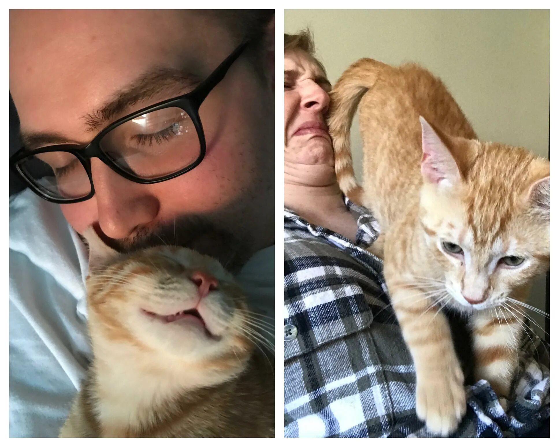 Cat doesn t