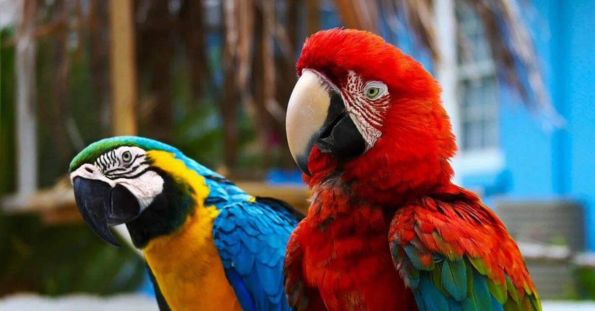 Большой попугай ара. Попугай ара. Крупные попугаи: жако, ара, Какаду, Амазон.. Попугай ара попугай ара.
