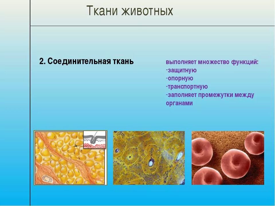 4 группы тканей животных. Ткани животных. Соединительная ткань. Соединительная ткань животных. Животные ткани.