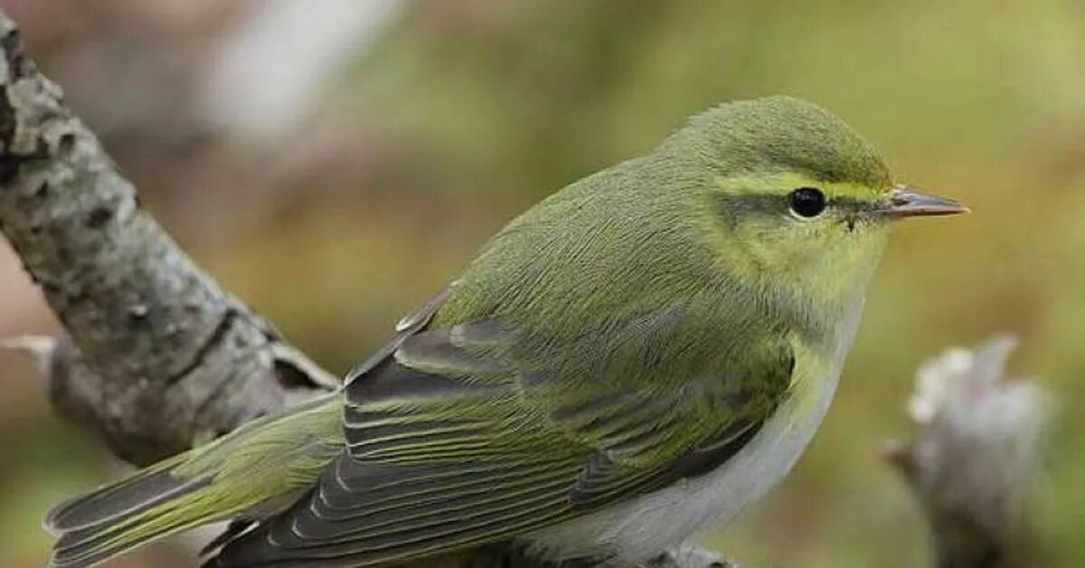 Зеленая птичка название. Пеночка трещотка, весничка теньковка. Phylloscopus sibilatrix. Зеленая пеночка. Пеночка теньковка перетная.