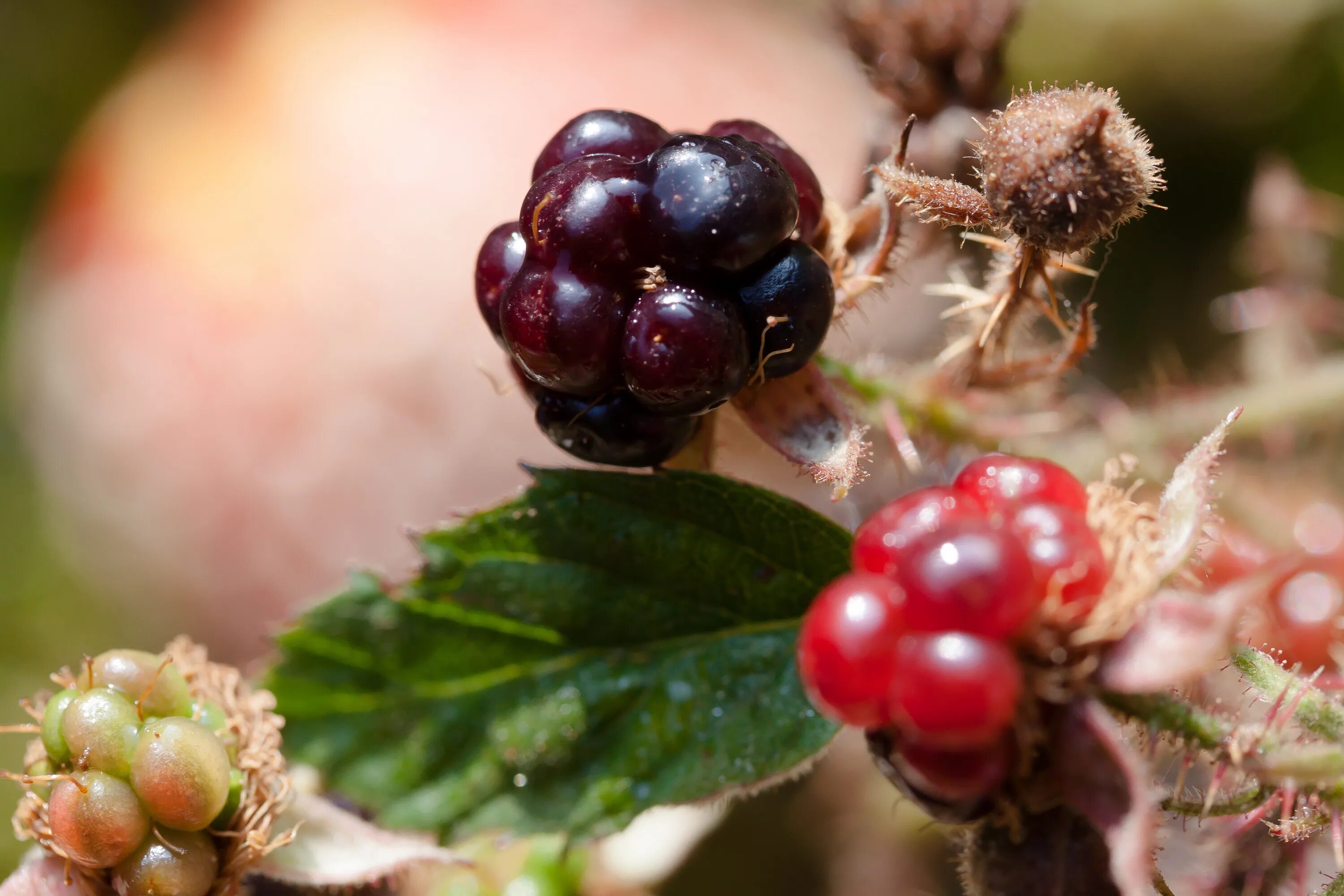 Ежевика Рубус. Рубус растение. Рубус Глен. Rubus cockburnianus. Дикие фрукты род