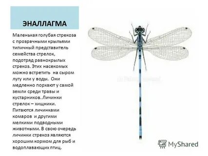 Содержание голубая стрекоза