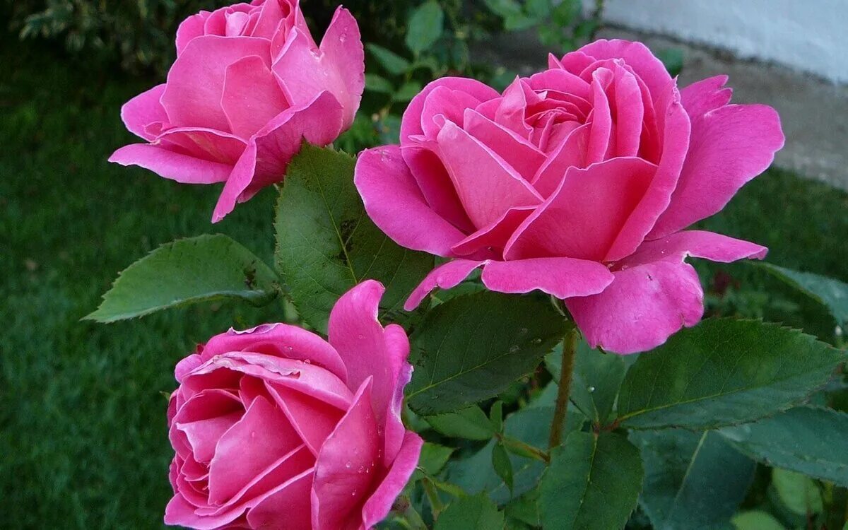 Сорта розовых роз (много фото!) - treepics.ru