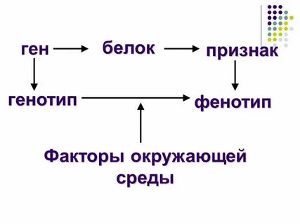 Случайное изменение генотипа это