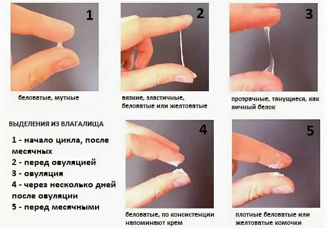 Что такое овуляция у девушек