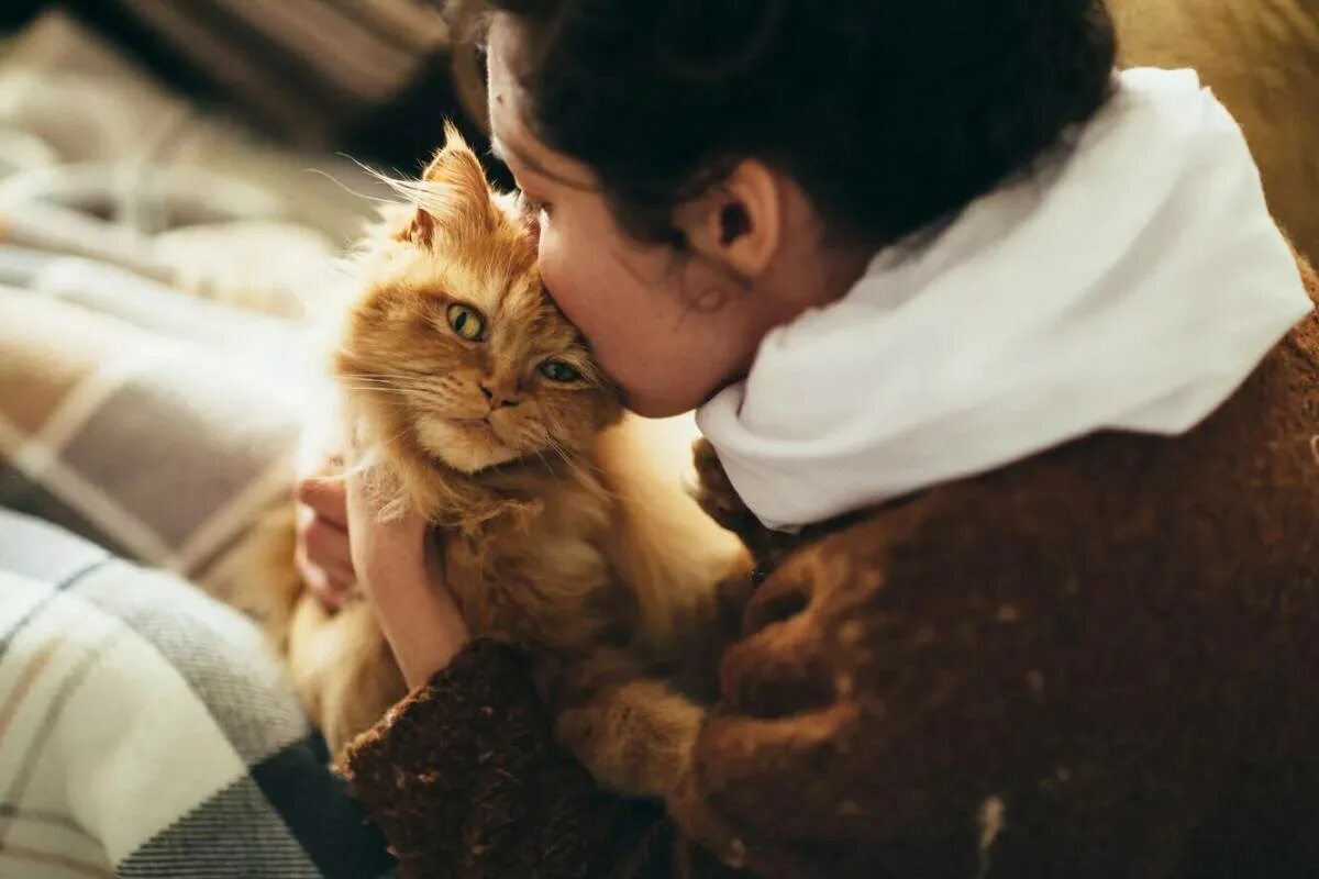 Забота о кошках. Кот обнимает. Кот обнимает человека. Женщина с котом. Девушка с рыжим котом.