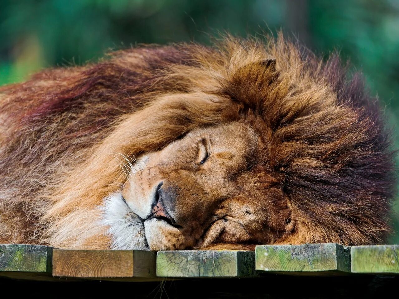 Лев обои. Лев картинки красивые. Лев спит. Смешная löwe картинка. Лев спит.