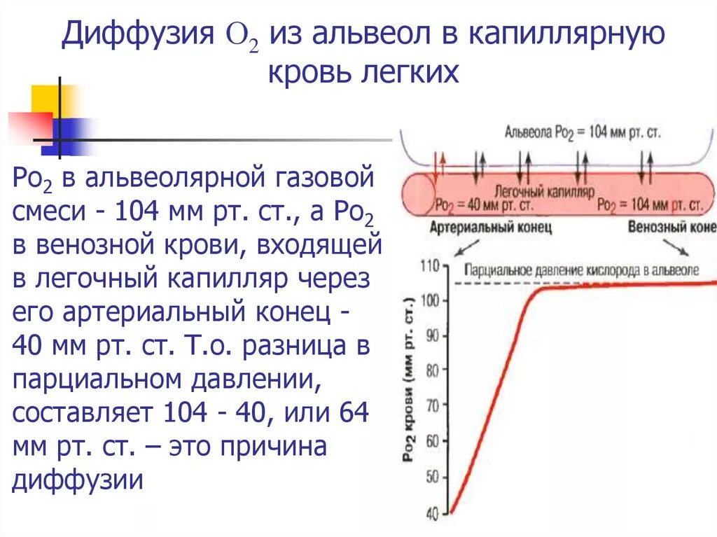 При диффузии газов в легких происходит. Скорость диффузии кислорода из альвеол в легочные капилляры. Диффузия газов между альвеолами и кровью. Схема диффузии в альвеолах. Диффузия газов в лёгких это.