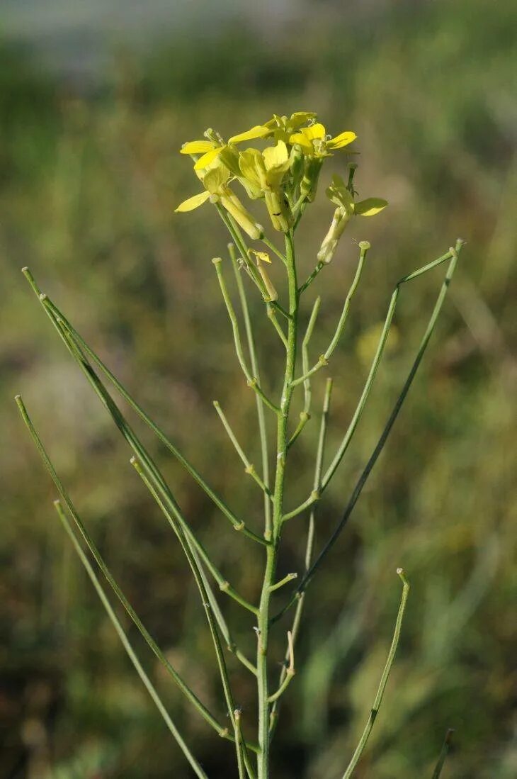 Трава желтушник фото. Желтушник (Erysimum). Желтушник левкойный. Желтушник серый (левкойный. Желтушник лакфиолевый (Erysimum cheiranthoides).