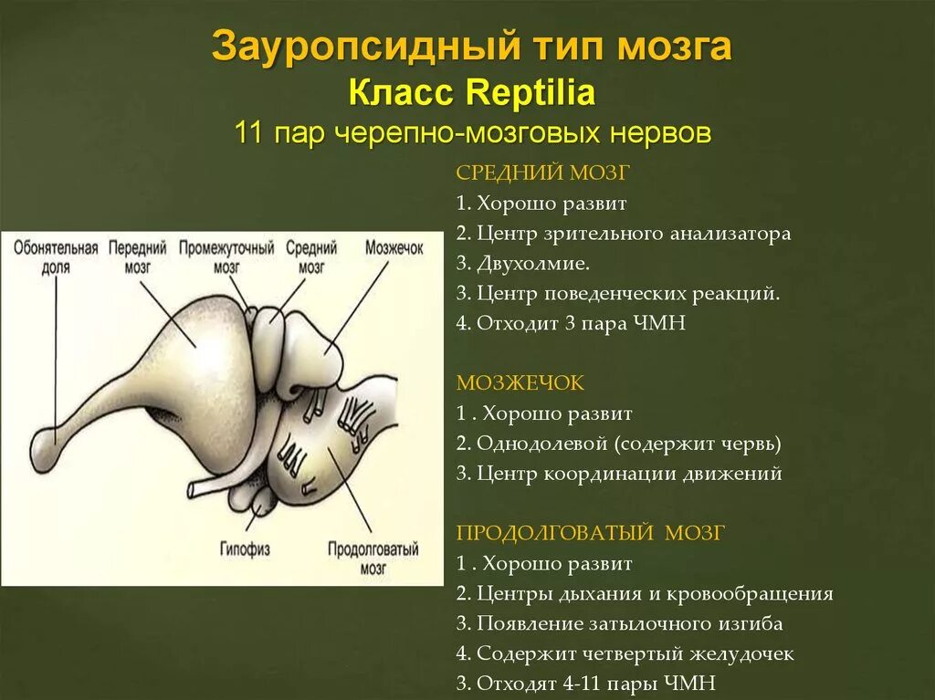 От головного мозга отходят черепно мозговые нервы. Зауропсидный и маммальный Тип мозга. Зауропсидный Тип головного. Зауропсидный Тип головного мозга характерен для. Зауропсильный головной мозг.