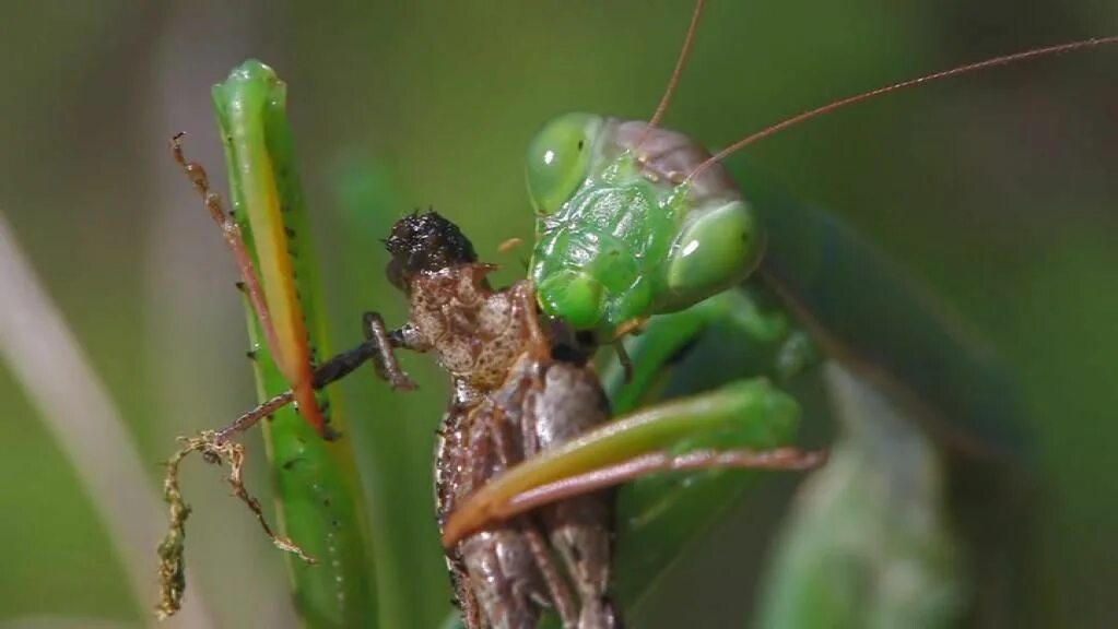 Богомол Mantis religiosa самка. Каннибализм Богомолов. Самка богомола насекомое съедает самца.