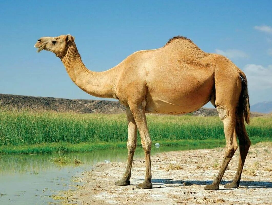 Верблюд нур одногорбый. Сиреневый верблюд игрушка. Верблюд дромадер. Сиреневого верблюда какой. Верблюд нур одногорбый.