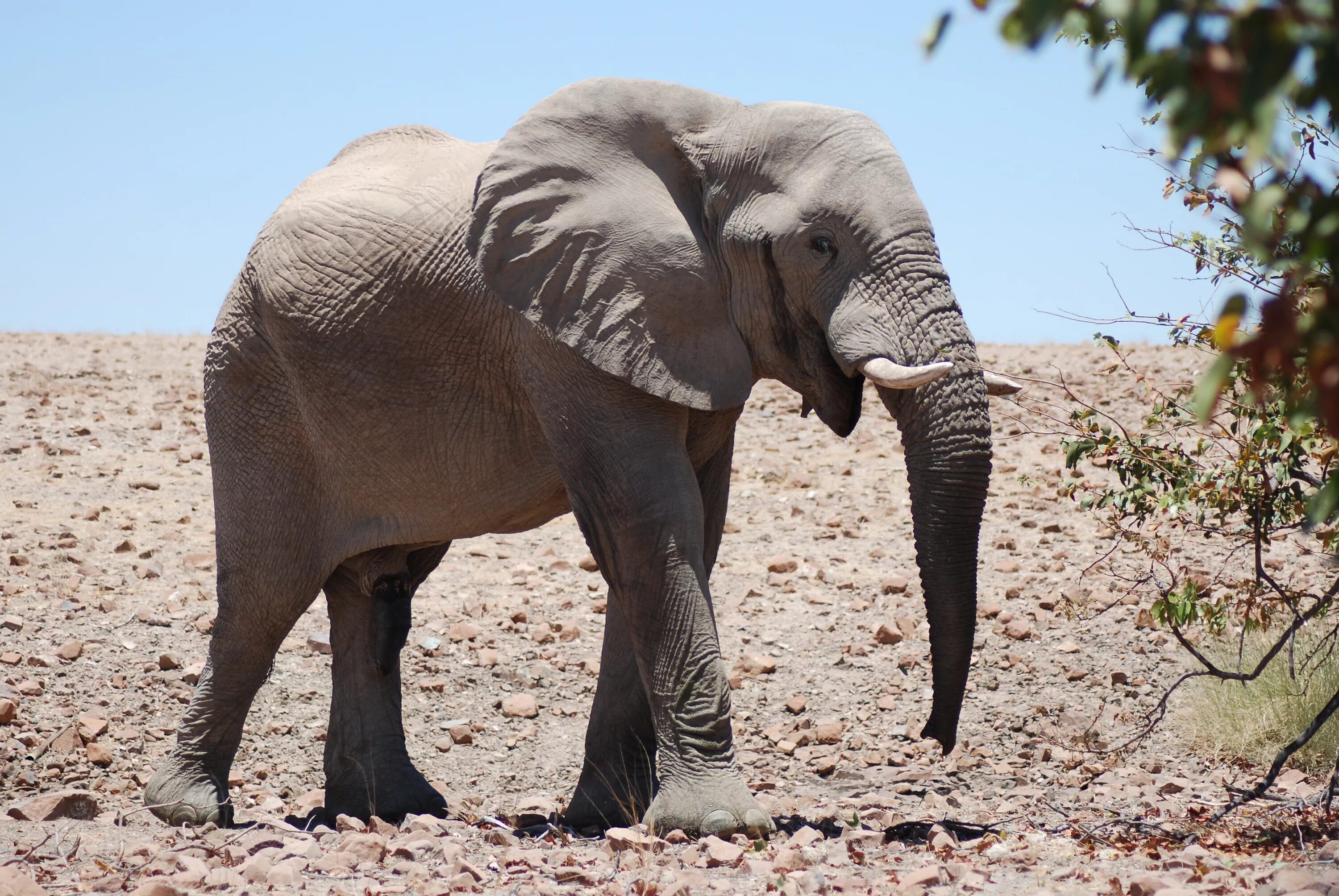 Old elephant. Саванный слон. Саванный Африканский слон Африки. Саванновый Африканский слон. Африканский кустарниковый слон.