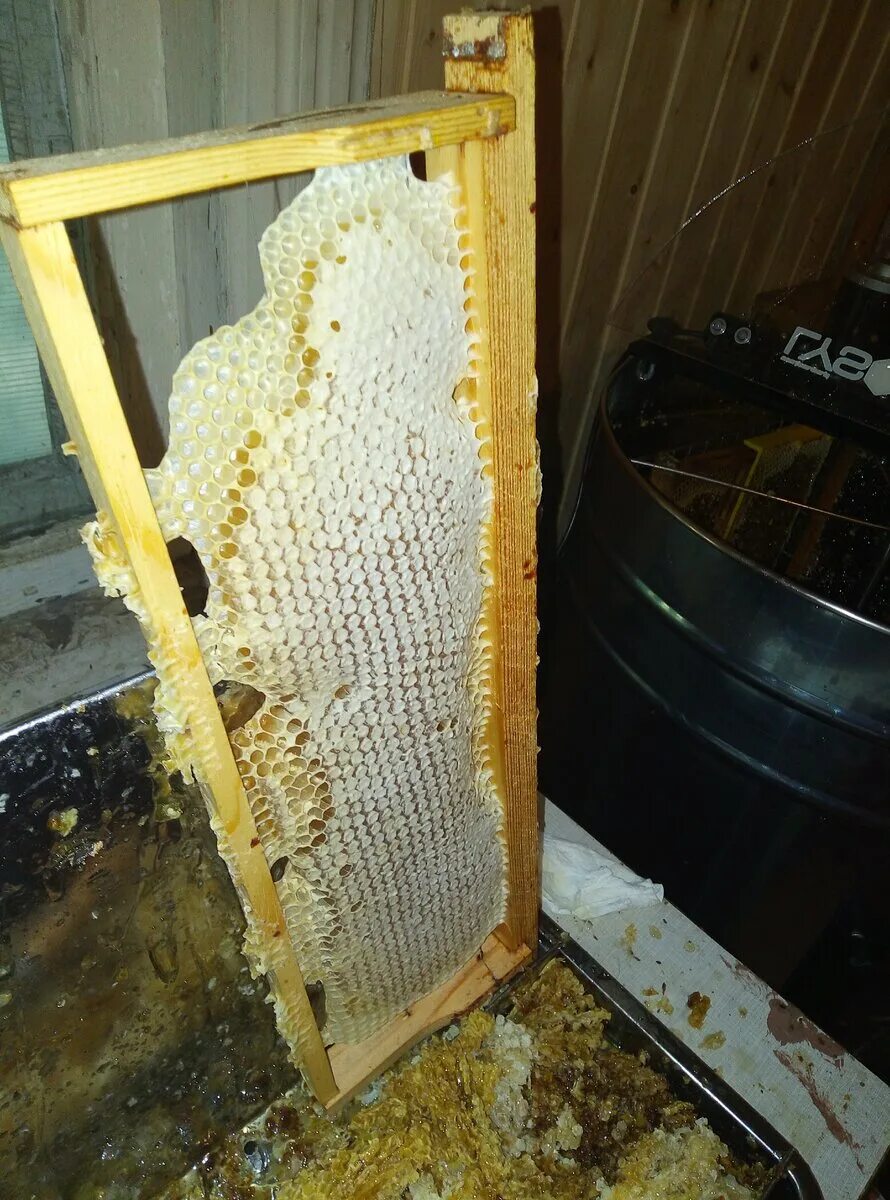 Соты пчел. Соты меда. Откачка меда в медогонке. Рамки с сотами для ульев. Прополис +и забрус.