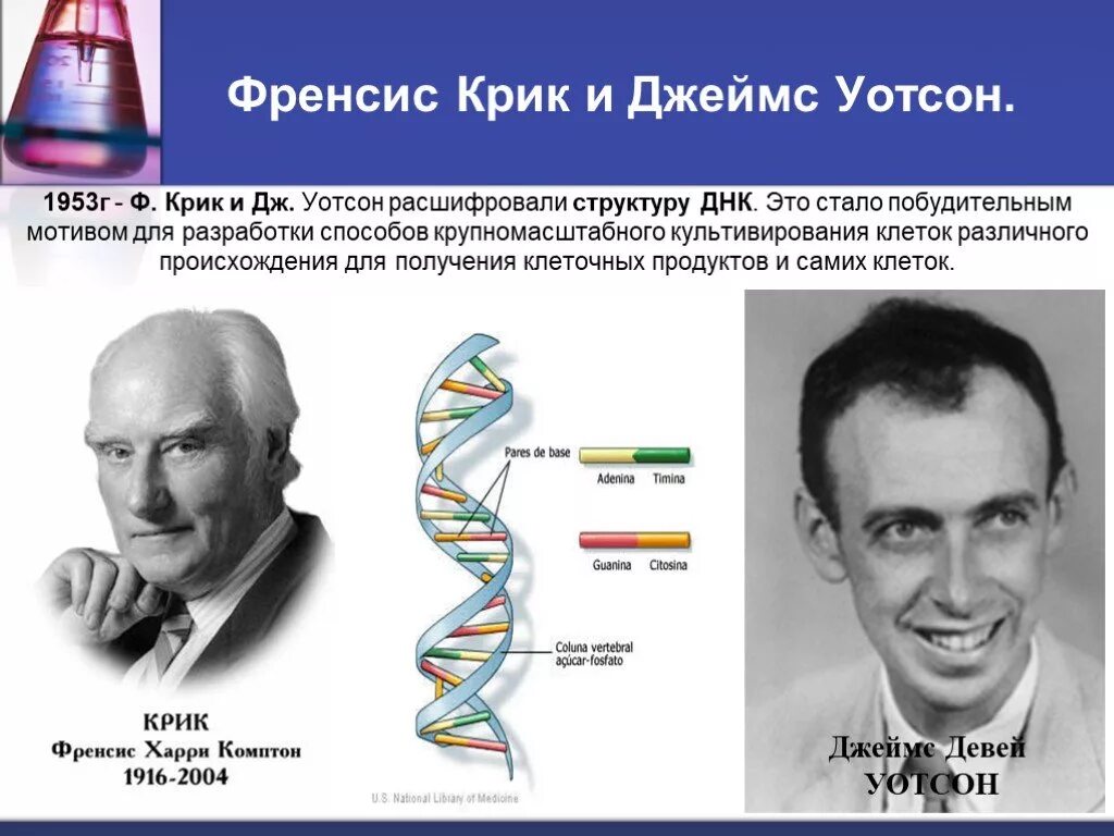 Открытые структуры днк. Дж Уотсон и ф крик.