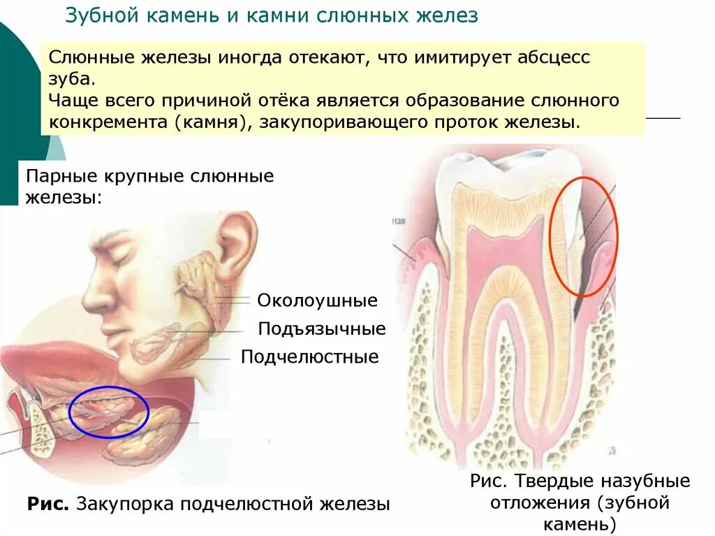 Канал слюна