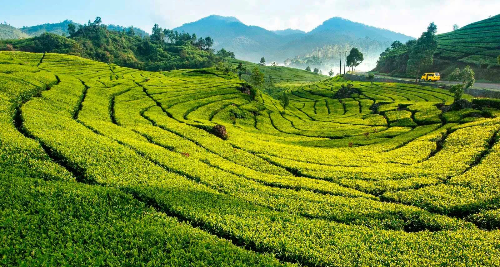 юньнань чайные плантации. где чайные плантации. чайные плантации сочинского нац парка. шри ланка чайные плантации. индонезия бали плантации.