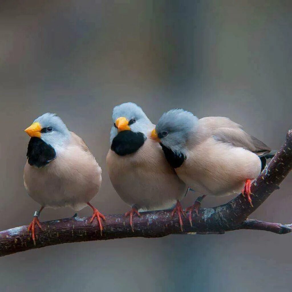 Птицы. Красивые птицы. Несколько птиц. Три птицы.