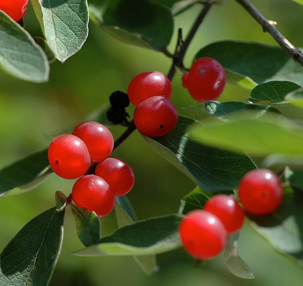 Lonicera tatarica жимолость Татарская. Жимолость Татарская (Lonícera tatárica). Жимолость Волчья ягода. Жимолость Татарская ( Lonicera tataricum).