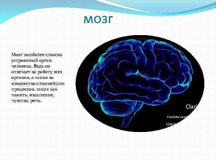 Изучение мозга человека. Сложный мозг. Мозг сложно. Изучают ли мозг