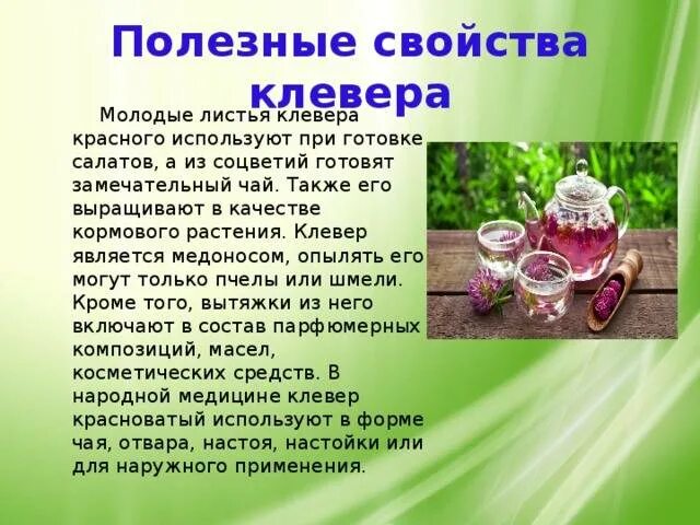 Чем полезен клевер. Клевер красный (trifolium rubens). Цветы клевера польза и вред. Красный клевер растение при менопаузе. Цветы клевера польза и вред.